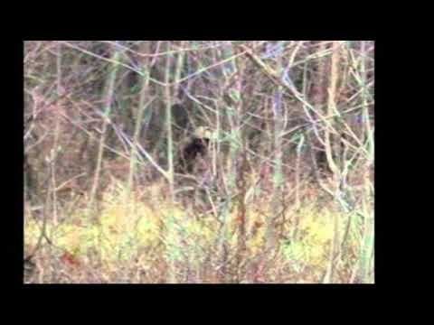 What Is: The Beast of LBL