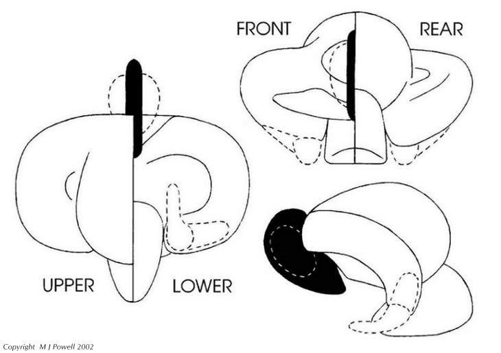 Michael Shellenberger's June 7 article: US Has 12 Or More Alien Spacecraft - Triangle craft, chopped up helicopter with front bubble and upside down ram horns craft (4 morphologies)
