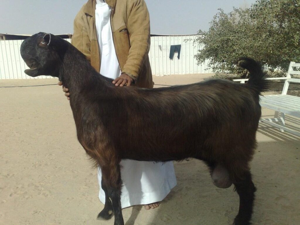 Damascus Goat, a special breed of goats with odd features of their head that make them look like monsters