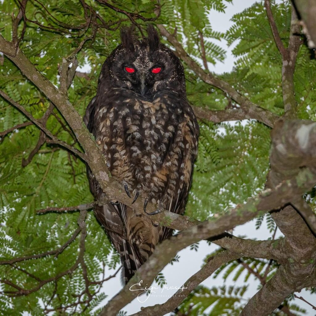 I can definitely see this owl being mistaken for the Varginha alien