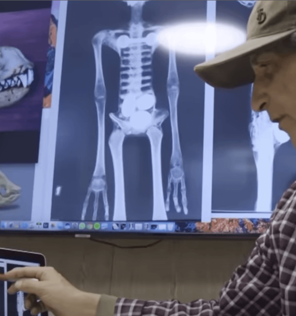 Mexico/Nazca Mummy X-Ray Image from German Scientist (Disprove Debunker Hand Theory)