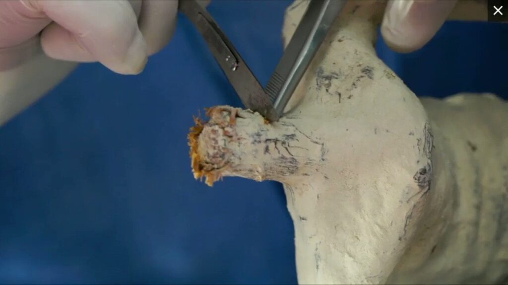 Nazca mummies, dissected!