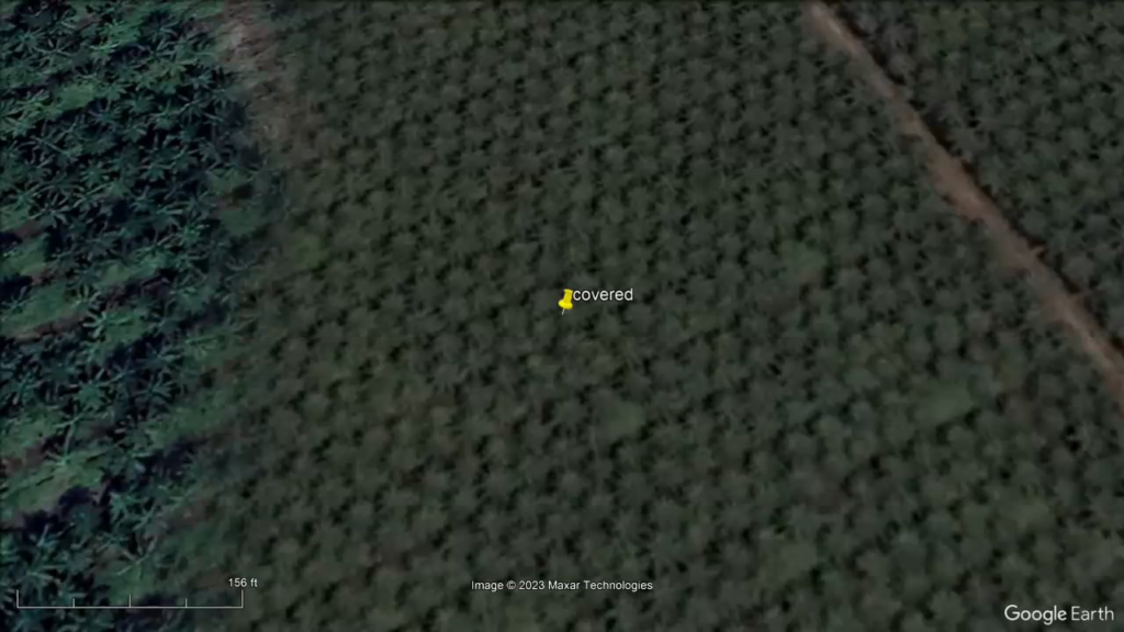 "wild" coco nut tree GRIDS covering a lost city/civilization?