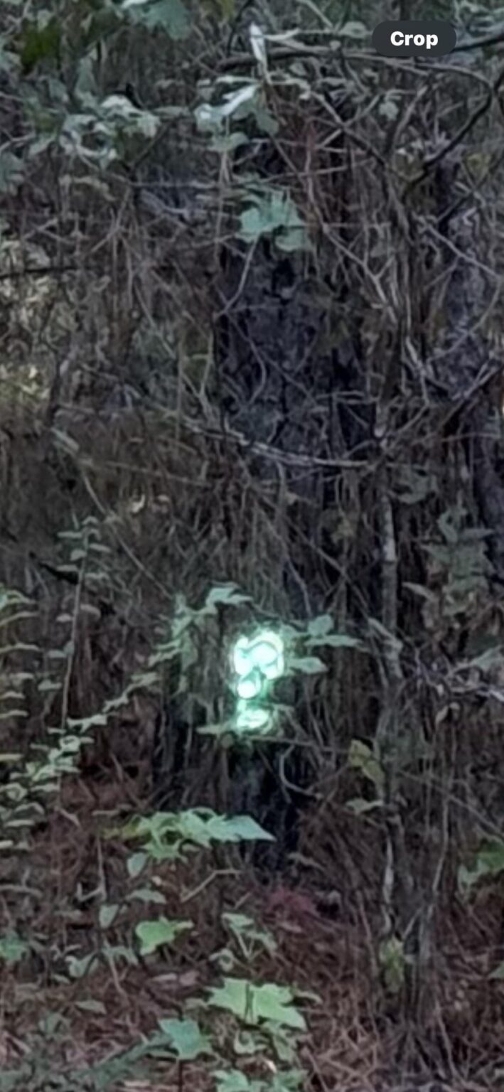 Glowing morphing thing in the woods