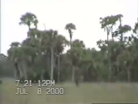 Part of Dave Shealy’s 2000 footage allegedly showing Florida’s skunk