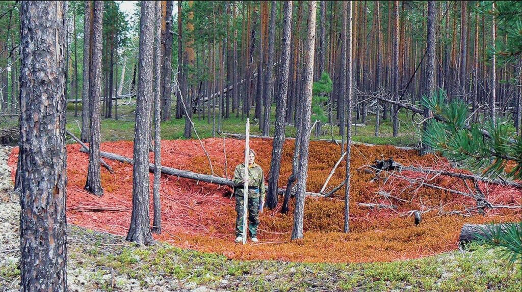 A Monumental Prehistoric Discovery In Siberia Rewrites Human History, Scientists Say: "Radiocarbon dating of artifacts has revealed that Eastern Russia’s Amnya I and Amnya II sites are around 8,000 years old—centuries older than similar structures in Europe. "