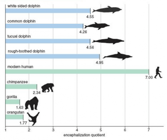 8 intelligent speces in earth