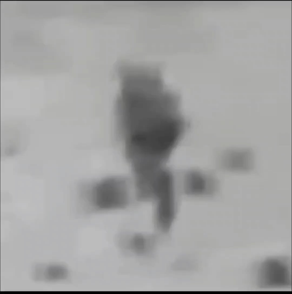 Jellyfish video with Eulerian video magnification shows never before seen details