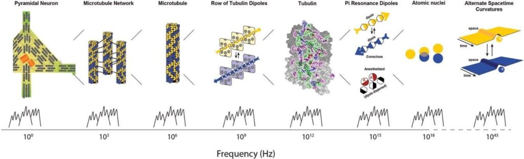 Microtubules contain the quantum computing medium that enables the growth of consciousness, our brain is a 3d interferometric microtubule phased array that is transceiving multi domian information via the nervous system into „physical reality“ but its all just information....