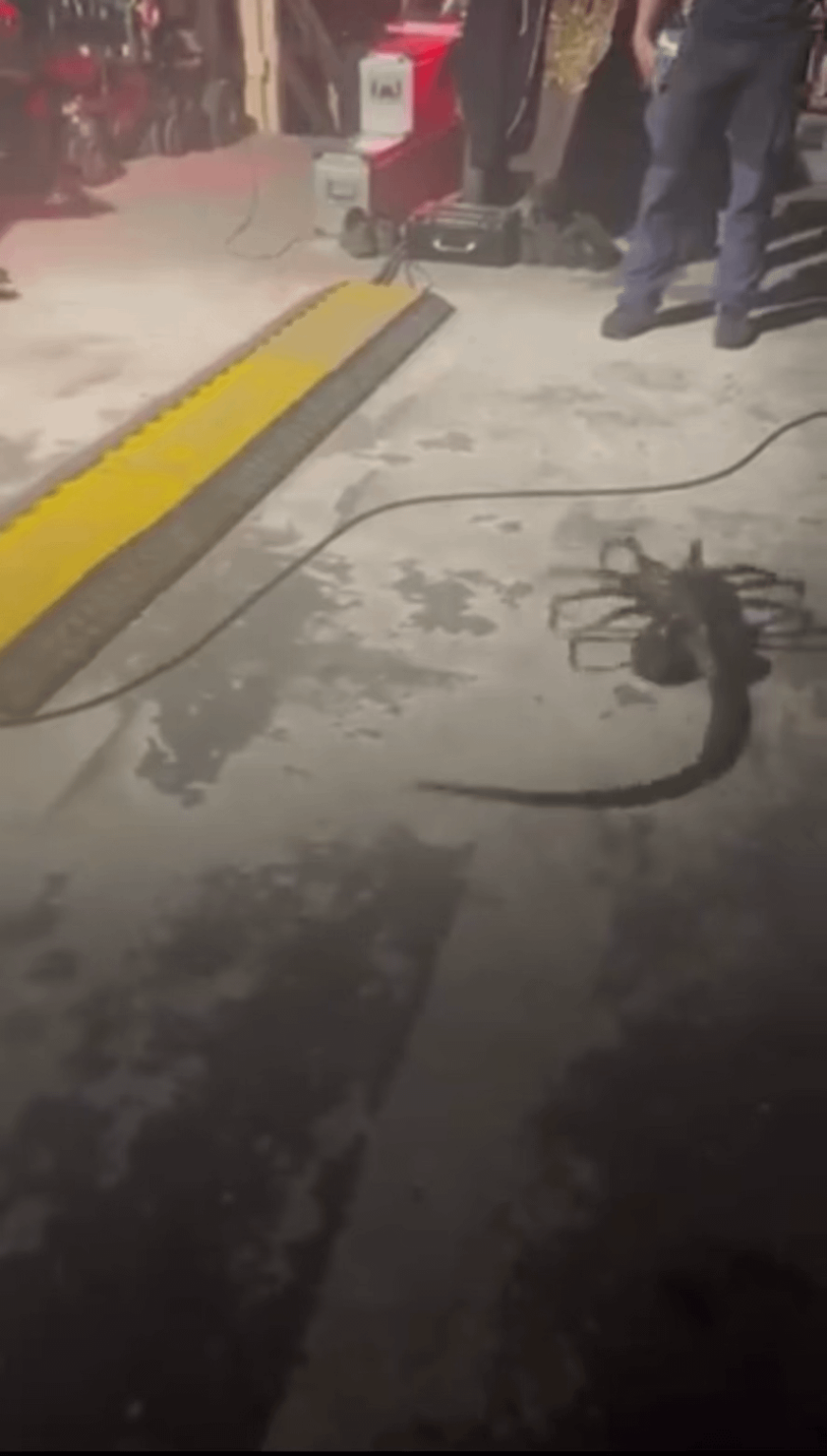 A practical facehugger on the set of ‘ALIEN: ROMULUS’