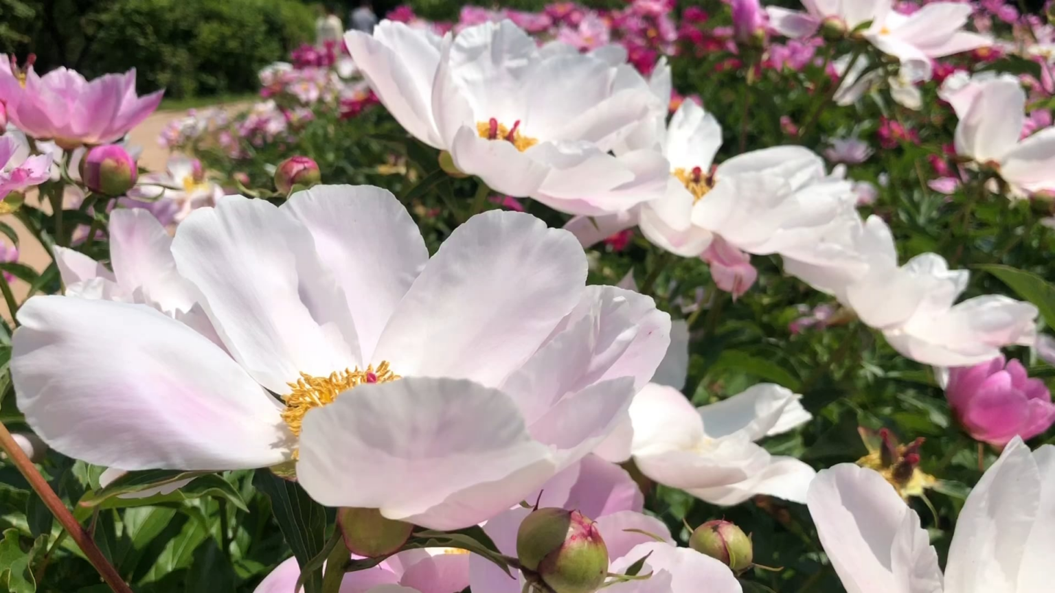Botanic Garden in South Korea