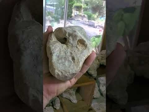 Looking for somebody to work/live free at a museum dedicated to alien/anomalous type fossils