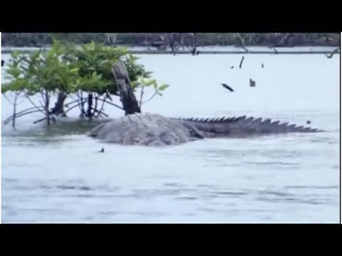 Fifty-Foot Crocodile Spotted in the Congo, The Mahamba: The Congo's Forgotten Cryptid ~ Bob Gymlan