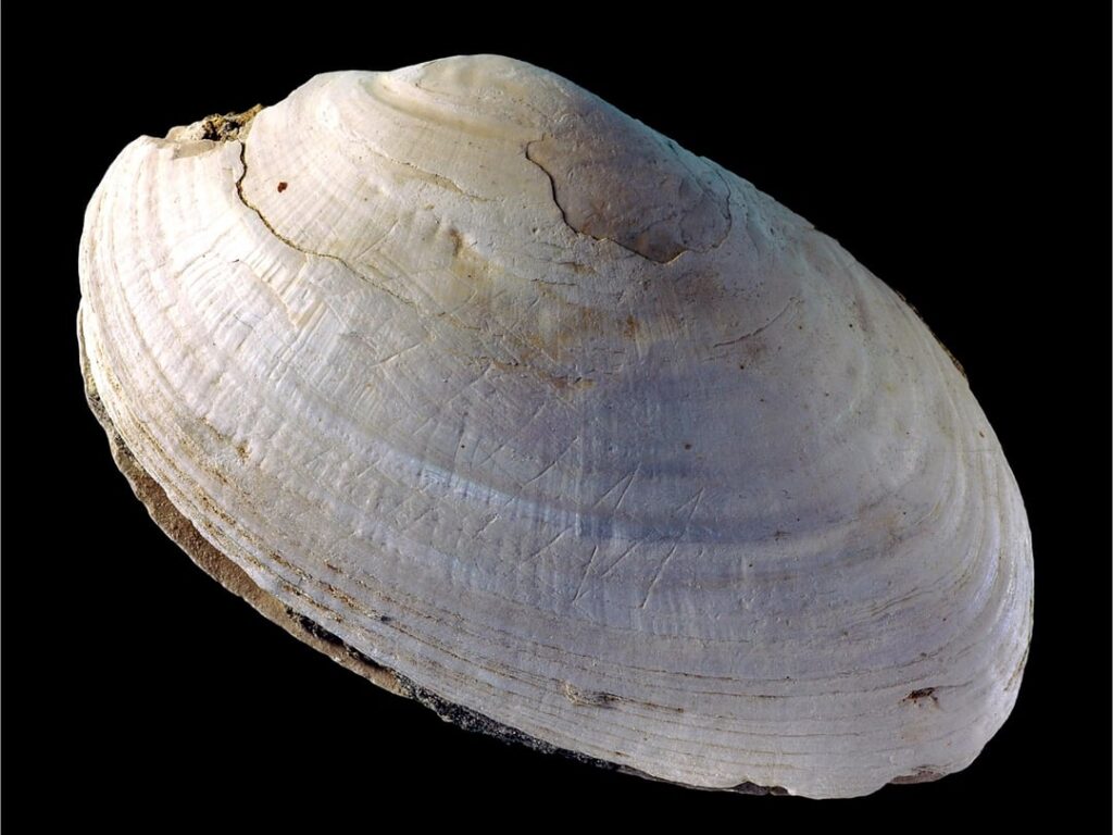 500,000 Year Old Homo Erectus Shell Engravings