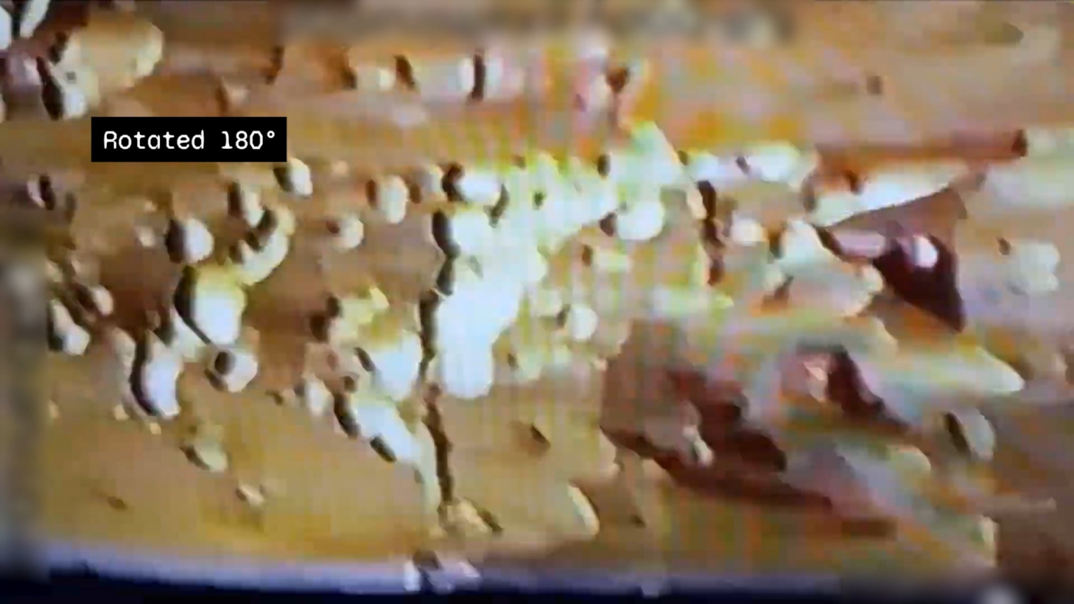 I rotated the Jonathan Reed Alien video and it looks like the eye is blinking