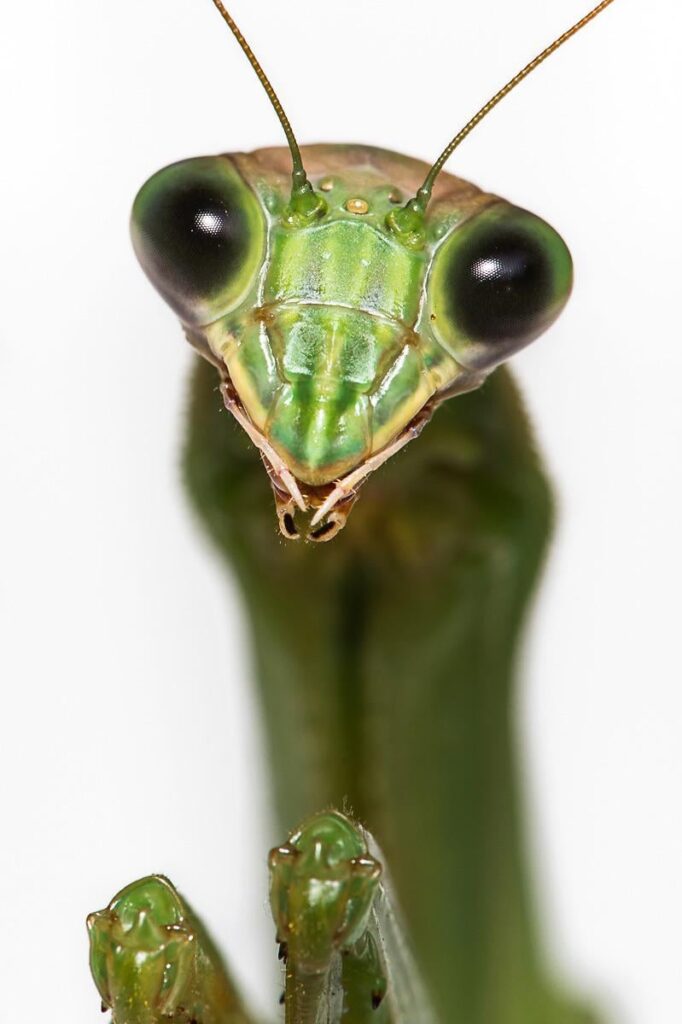 Mantis is one of the most commonly reported alien species. Would they have exoskeletons? Or would they be fleshy? Mantis is one of the most commonly reported alien species. Would they have exoskeletons? Or would they be fleshy?