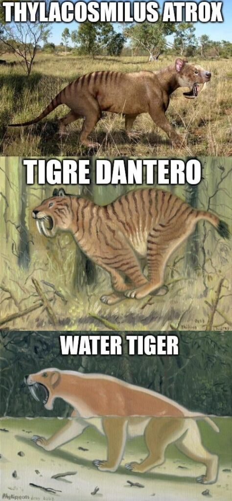 Thylacosmilus atrox is a species of sabretooth marsupial predator that live in south america during Miocene-Pliocene. There is 2 south american cryptid that are theorized to be living thylacosmilus: Tigre Dantero & Water Tiger