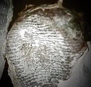 A first look at Maria's fingerprints reveals straight-line patterns on both fingers and toes. Since fingerprints take millions of years to evolve, this unique trait adds to the anatomical study of tridactyls.