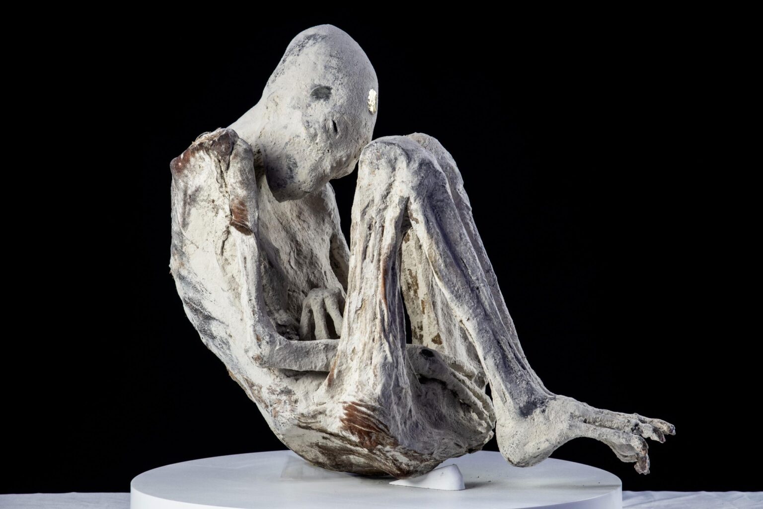 A side view pic of Montserrat, the pregnant tridactyl.