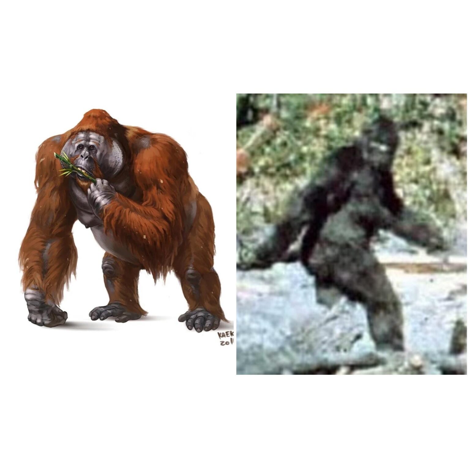 My issue with the Gigantopithecus theory