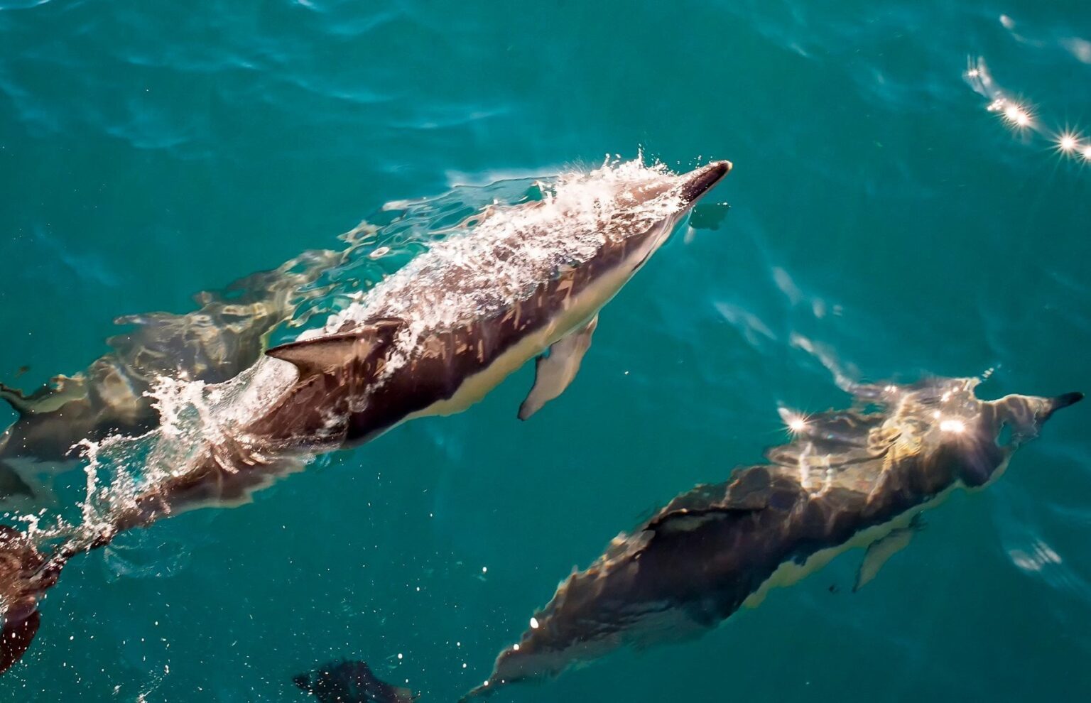 Humanity Is One Step Away From Communicating With Dolphins