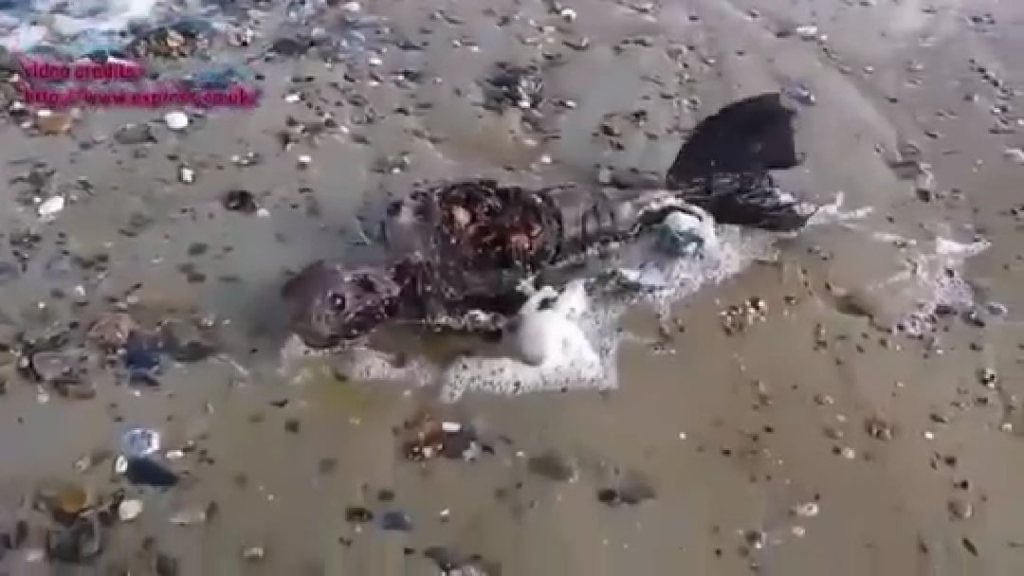 Mermaid Skeleton Found On Beach!