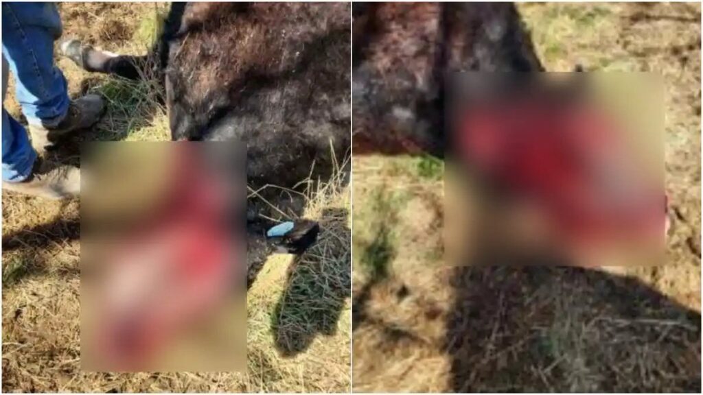 Strange Case of Cattle Mutilation in Montana. New Cow Mutilation Follows Alien Pattern — But Was Done by Humans. What Does This Reveal About the Older Cases?