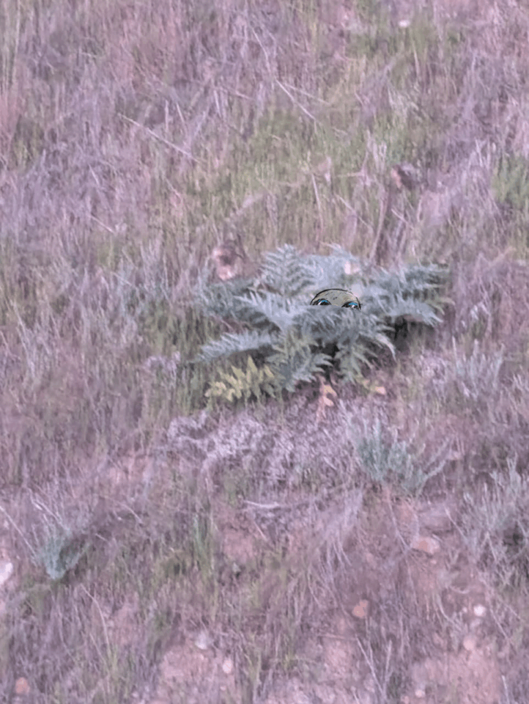 Serious: Did I see an alien?