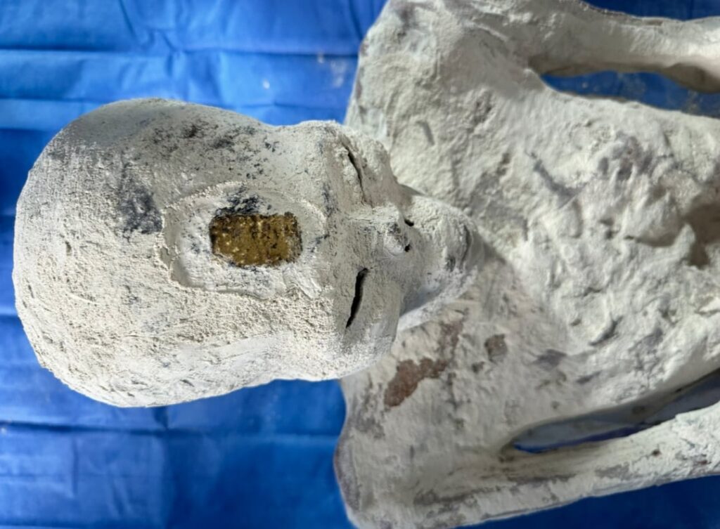 New pictures of the specimen named Jois and Paloma.