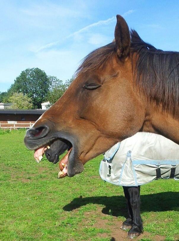 Alien Horse