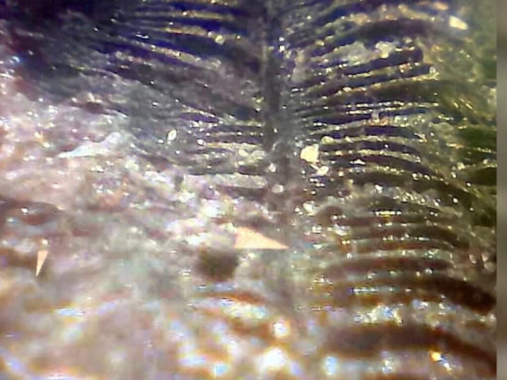 First close-up to the optical fibers on the Buga Sphere.
