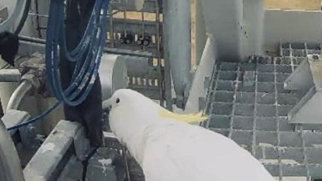 Cockatoo suspect in failed rocket launch in Australia