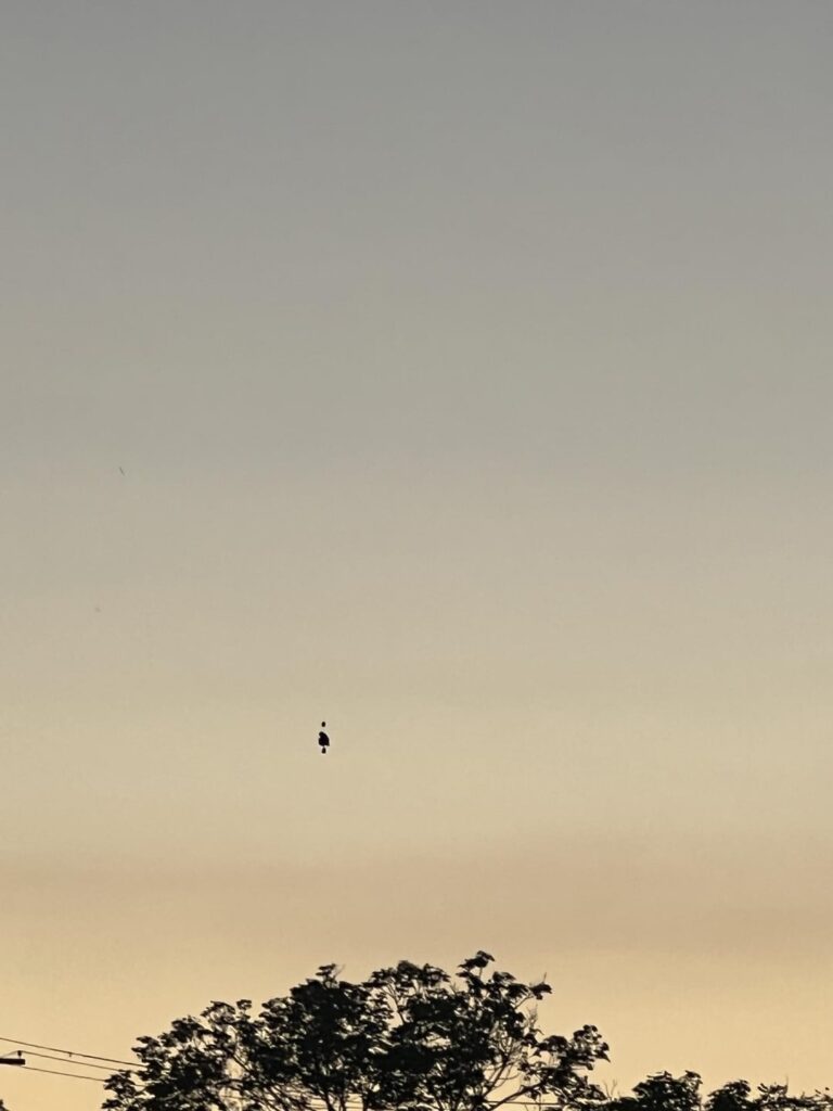 UFO/Drone Sighting. Submitted to National UFO Reporting Center (NUFORC) UFO/Drone Sighting. Submitted to National UFO Reporting Center (NUFORC)