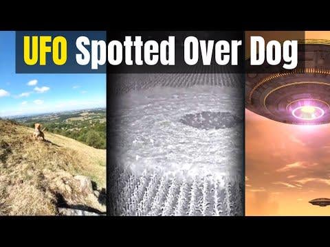 UFO Over Dog Shocks Internet – Plus Crop Circle Mystery - UFO FEED