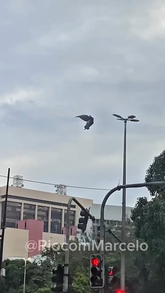 Matrix pigeon glitch #matrix #pigeon #pombo