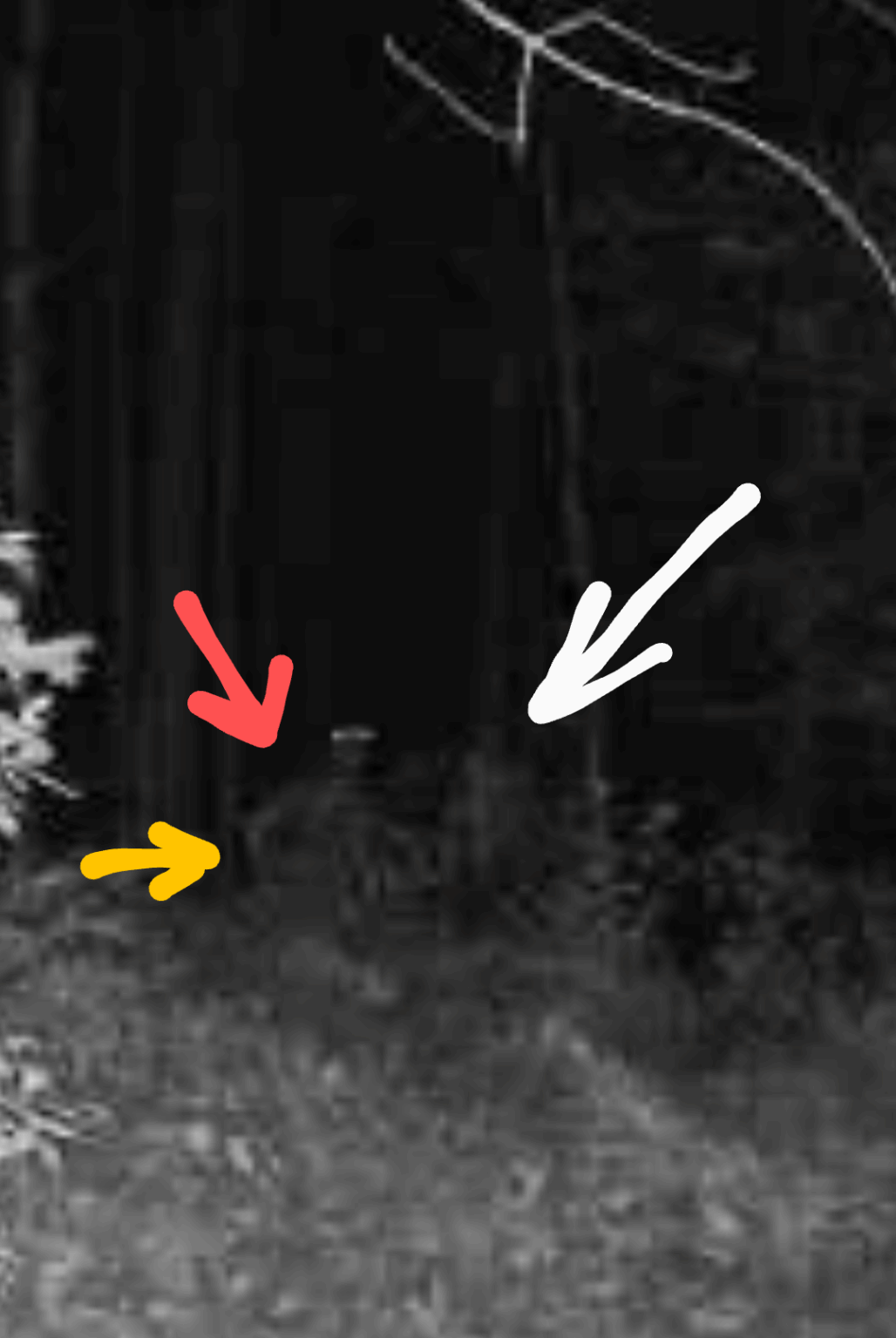 Trail cam alien? Picture only, see my other thread for description.