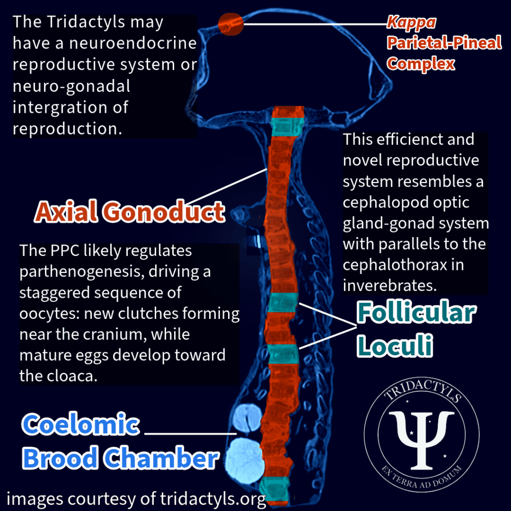 The Reproductive System of a Species that Straddles the Invertebrate-Vertebrate Divide