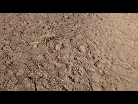 First the bugasphere, then the ‘venom’ alien, now this metallic tube?