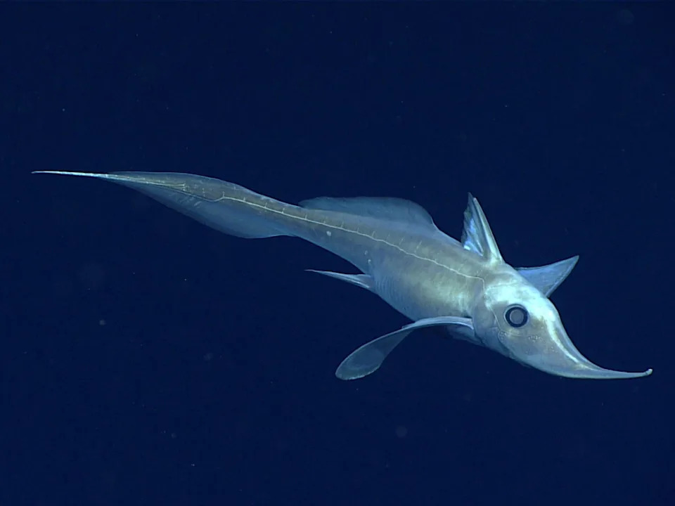 A grayish shark-like animal with a snout that curves up swimming