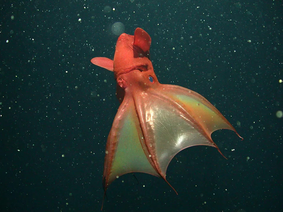 A red squid with a translucent webbing connecting its arms