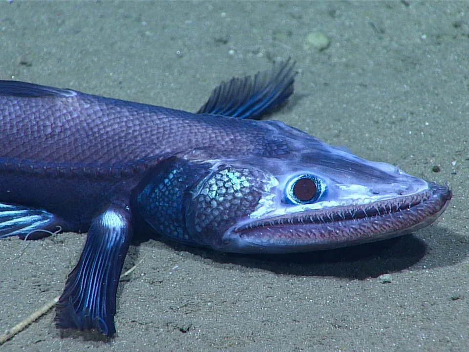 A blue fish with a big eye, frilly fins, and sharp teeth