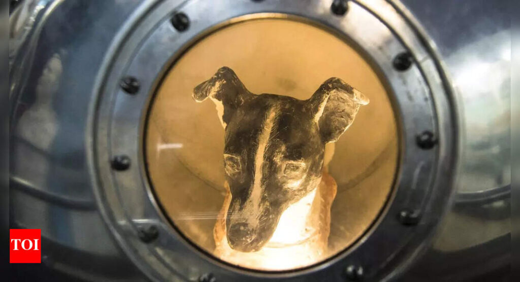 First animal in space! Brave stray dog whose 1957 space mission made history and never returned