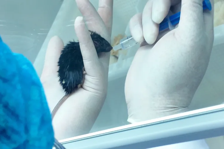 Mice that returned from space (Courtesy: The Chinese Academy of Sciences (CAS)