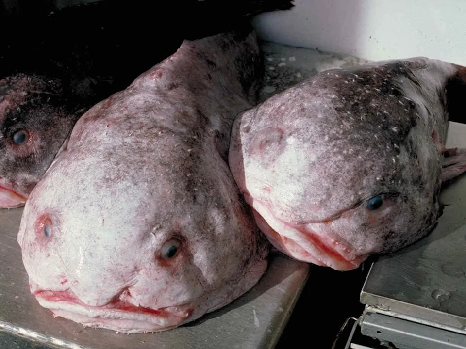 Three grayish fishes with red, frowning mouths and wide flat noses