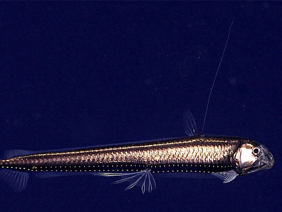 A coppery looking fish with large clear teeth sticking out of its mouth