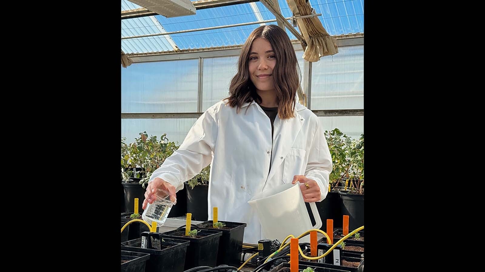 Drea Hineman, a senior from Gillette majoring in plant production and protection in the UW Department of Plant Sciences, recently earned regional recognition at a Spacepoint symposium, dubbed Interplanetary Life, in Boise, Idaho, for her innovative space-farming research supported by NASA. Here, she tends to plants undergoing a salinity trial at the Laramie Research and Extension Center greenhouse.