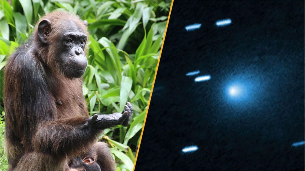 Science news this week: Thinking chimps and color-changing comets A split pane image with a chimpanzee on the left and a picture of comet 3I/ATLAS on the right