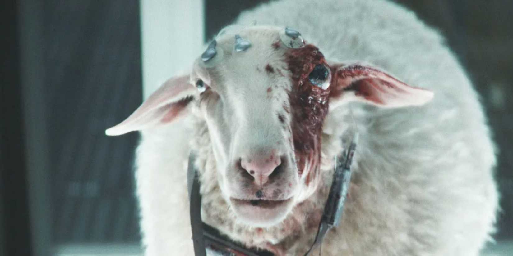A sheep with a mutated eye in Alien: Earth.