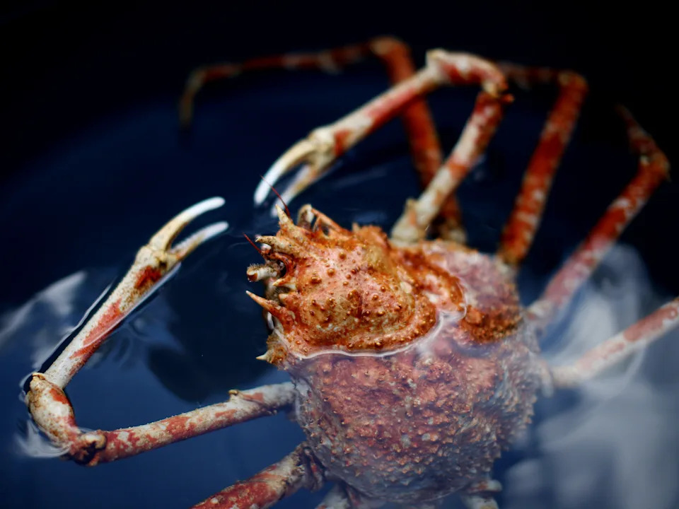 A crab's head and front legs emerging from water