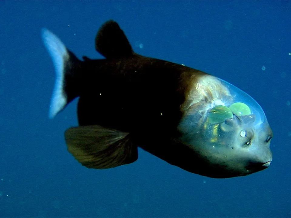 A fish with a transparent head through which two green balls, its eyes, are seen